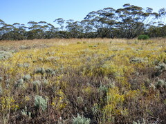 Angianthus tomentosus