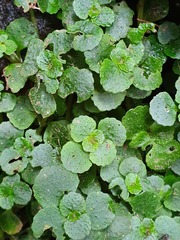 Chrysosplenium oppositifolium