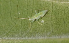 Zanchius breviceps