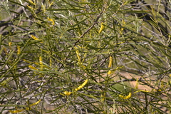 Acacia oldfieldii