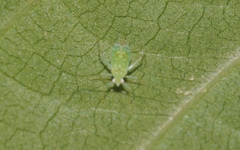 Zanchius breviceps