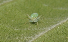 Zanchius breviceps