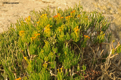 Senecio sarcoides