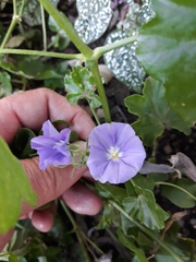 Convolvulus sabatius