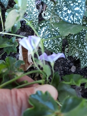 Convolvulus sabatius