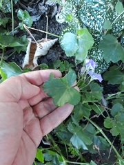 Convolvulus sabatius