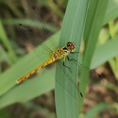 Sympetrum kunckeli