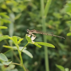 Platycnemis phyllopoda