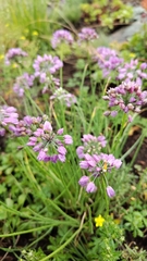 Allium rubens