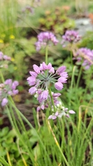 Allium rubens