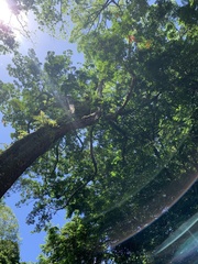 Elaeocarpus angustifolius