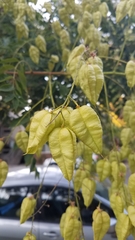 Koelreuteria paniculata