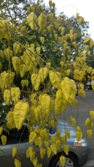 Koelreuteria paniculata