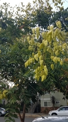 Koelreuteria paniculata