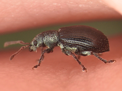 Phyllobius viridicollis
