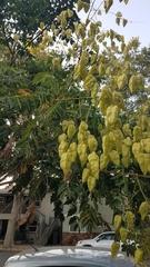 Koelreuteria paniculata