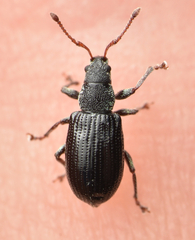 Phyllobius viridicollis