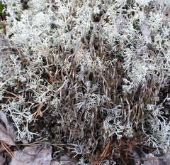 Cladonia cornuta cornuta