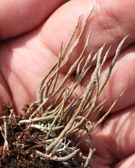 Cladonia cornuta cornuta