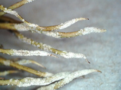 Cladonia cornuta cornuta