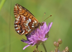 Boloria aquilonaris