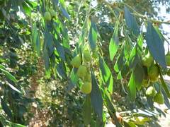 Codonocarpus cotinifolius