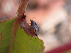 Deraeocoris ribauti