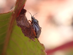 Deraeocoris ribauti
