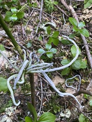 Exobasidium parvifolii