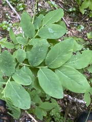 Exobasidium parvifolii