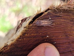 Eburida sublineata