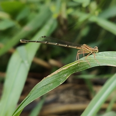 Platycnemis phyllopoda