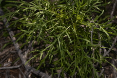 Senecio pinnatifolius latilobus