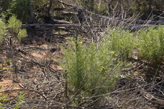 Senecio pinnatifolius latilobus
