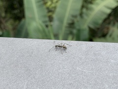 Polyrhachis sexspinosa