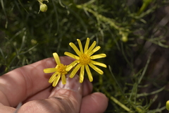 Senecio pinnatifolius latilobus