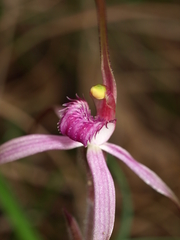 Caladenia rosella