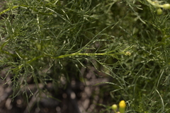 Senecio pinnatifolius latilobus