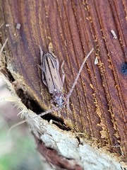 Eburida sublineata