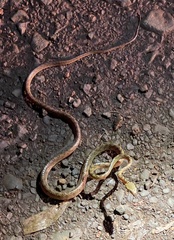 Boiga