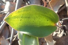 Eriospermum dielsianum