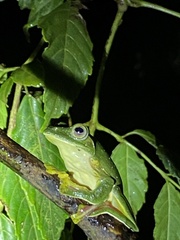Rhacophorus malabaricus
