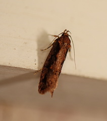 Erythrobapta haemalea