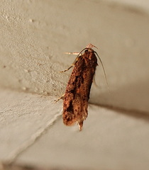 Erythrobapta haemalea