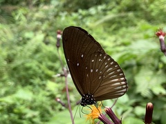 Euploea eyndhovii