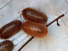Armadillidium sordidum