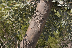Eucalyptus eudesmioides