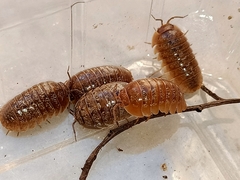 Armadillidium sordidum