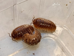 Armadillidium sordidum