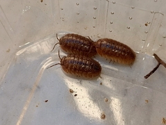 Armadillidium sordidum